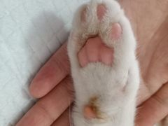 -灵美宠物诊所