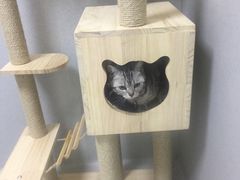 -谐和益家动物医院·免疫绝育·血液透析·宠保定点医院(高新伊藤分院)