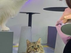 -极木²邸 人与宠物·互动社区