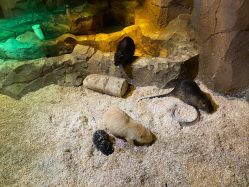 -酷嗒动物文化乐园(cutezoo西溪乐天城店)