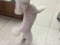 -FAELING PETS美天灵宠物(富力广场店)
