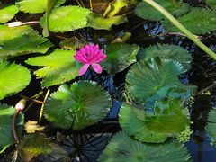 -国家植物园南园