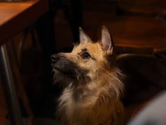 -Bistro Les Lilas丁香花小酒馆