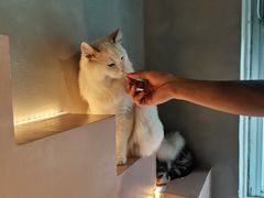 -猫儿山۰猫主题餐厅
