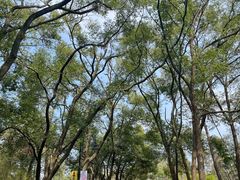 -东湖磨山景区樱花园-停车场