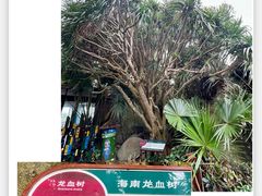 -亚龙湾热带天堂森林公园