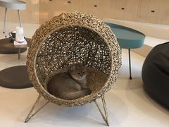 -飞行喵MR PILOT|猫舍·猫咖(静安大融城店)