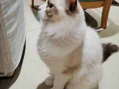 -藏猫猫咖啡主题馆(中央大道店)