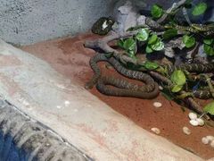 -西安秦岭野生动物园