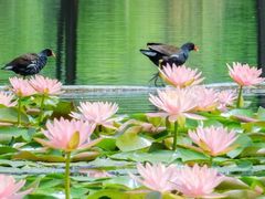 -白鹭湾湿地公园