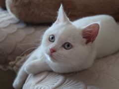 -喵zoo家庭繁育猫舍(尖东智能花园店)