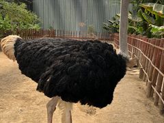 -呀路古热带植物园