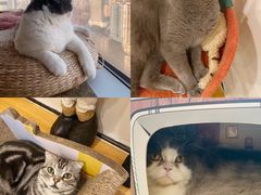 鳌拜-Catmate·猫肥家润(金润铂宫店)