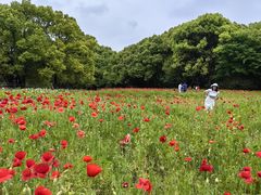 -上海共青森林公园