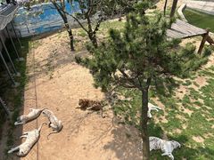-西霞口神雕山野生动物世界