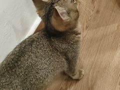 -楼上猫咖(罗湖店)