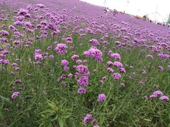 -贵州云顶草原民族风情园