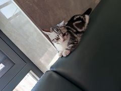 -lincat·猫舍(广州店)