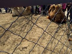 -长白岛森林公园