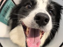 -伟伟宠物医院·CT影像中心·瑞派犬猫综合性门诊(汉口总院)