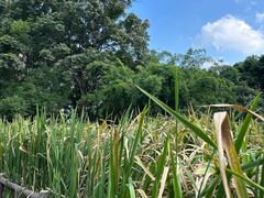 -成都市活水公园