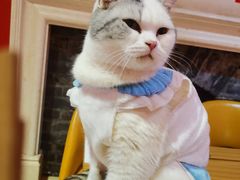 -猫色咖啡·猫咖