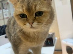 -COLOR PETS 撸猫馆·购猫·猫咖(长风大悦城店)