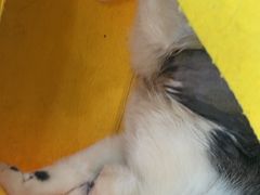 -德元·美联众合24小时动物医院(总院)