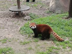 -上海野生动物园