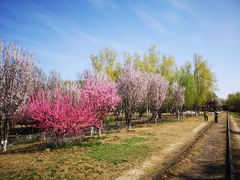 -永定河休闲森林公园
