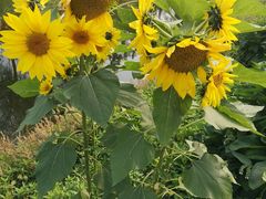 -前小桔亲子创意农场·草莓采摘·露营烧烤