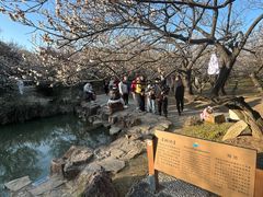 -香雪海