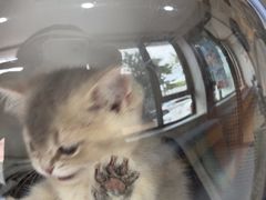 -瑞派宠物医院·犬猫全科·猫友好(宾水西道店)