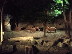 -清迈夜间动物园