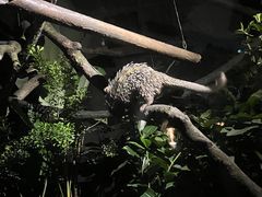 -夜间野生动物园
