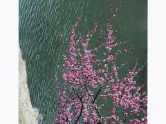 -杭州植物园