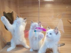 -猫十亿·布偶金渐层·曼基康矮脚猫舍(青年路店)