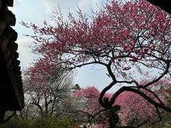 -杭州植物园