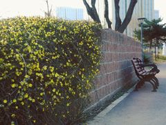 -大兴滨河森林公园