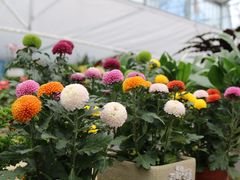 -三圣花乡旅游区