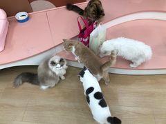 -1013 PET SHOP 宠物商店(近铁城市广场店)