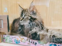 -屋虎猫馆(宝安大仟里店)