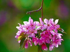 -海棠花溪(元大都城垣遗址公园)