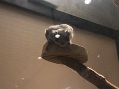 -momokira米努特·德文卷毛猫·棉花面纱犬