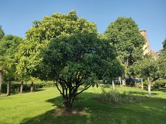 -南阳建业森林半岛假日酒店