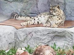 -青藏高原野生动物园