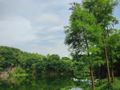 -王借岗森林公园