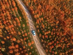 -合肥滨湖国家森林公园