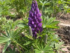 -春花秋色城市公园