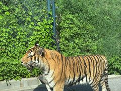 -大连森林动物园